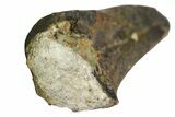Partial, Serrated, Tyrannosaur Tooth - Two Medicine Formation #145025-3